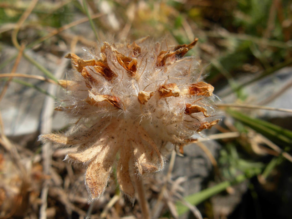 Cerco foto infruttescenza di Anthyllis